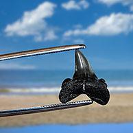 Tweezers holding shark's tooth fossil on beach of the Zwin, known for its fossilized shark teeth along the North Sea coast at Knokke-Heist, Belgium